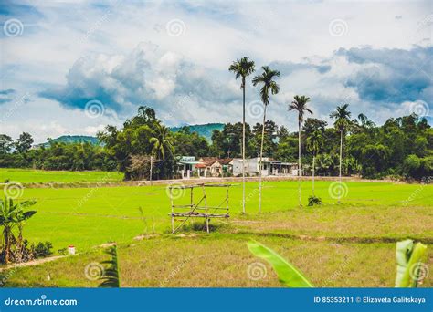 Fondo Nublado Del Paisaje De La Nube Del Cielo Azul De La Hierba Verde