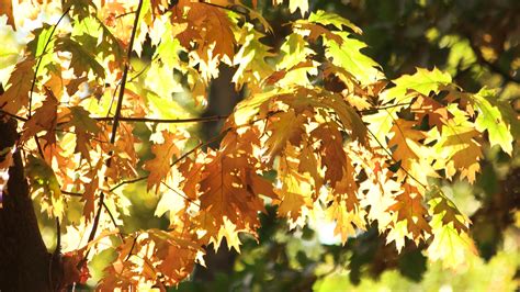 Oak tree, blowing wind. Autumn oak leaves, close up. Stock Video ...