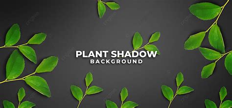 Plant Shadow Background Design Plant Plant Shadow Plant Shadow Background Background Image