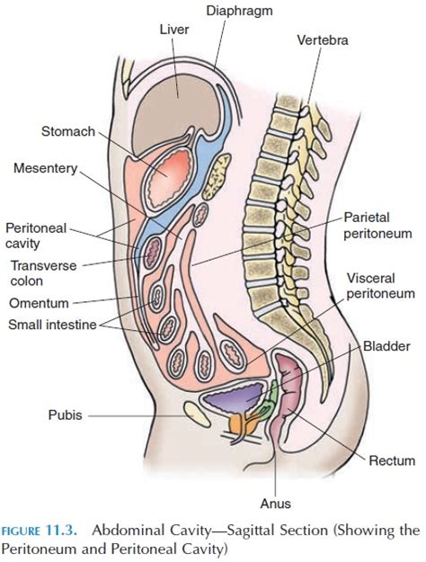 Anatomy Of The Peritoneum And Peritoneal Cavity Osmosis 52 Off