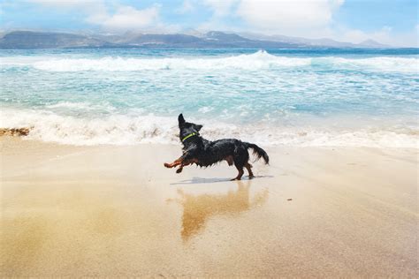 Dog friendly holiday by the sea: all you need to know