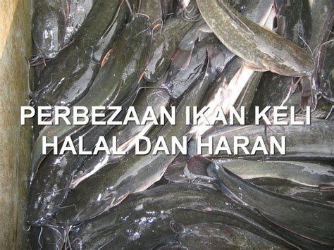 Beza Ikan Tembakul Dan Belacak Suka Suka