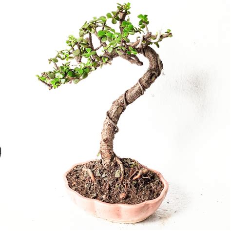 Ficus Microcarpa Bonsai Multi Trunk Bonsai Shohin Bonsai Chinese