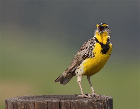 Western Meadowlark San Diego Bird Spot