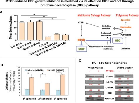 Mtob Induced Csc Growth Inhibition Is Mediated Via Its Effect On Ctbp