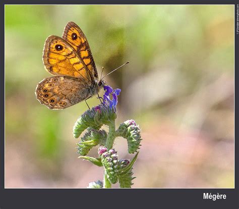 Photographie Papillons Communs De France Sud Is Re Tri Ves Matheysine