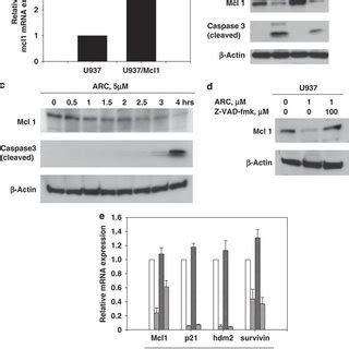 Mcl 1 Downregulation By ARC Is Partially Responsible For ARC Induced