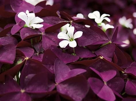 Charmed® Wine Shamrock Oxalis Proven Winners