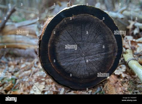 Anillo De Crecimiento Anual Fotos E Im Genes De Stock Alamy