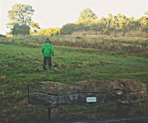 Ashdown Forest Winnie the Pooh style walk - Wild About Here