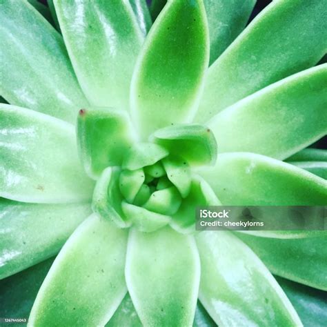 Planta Tipo Suculento Echeveria Agavoides Puntiagudo Hojas Carnosas