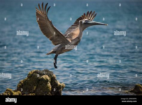 Taking The Waters Hi Res Stock Photography And Images Alamy