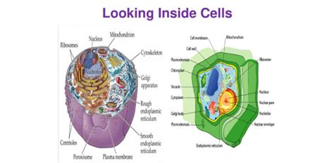 Looking Inside Cells! Trivia Quiz | Attempts: 237 - Trivia & Questions