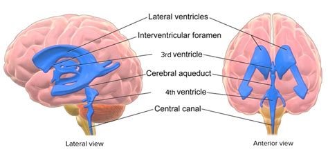 Sistema Ventricular Del Cerebro Partes Caracteristicas Y Funciones