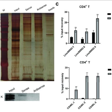 Lincrna Enhanced Cd L Expression In Jurkat And Primary Cd T