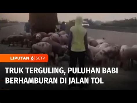 Truk Pengangkut Babi Alami Pecah Ban Dan Terguling Di Jalan Tol Nganjuk