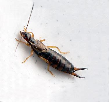 Earwig - CreationWiki, the encyclopedia of creation science