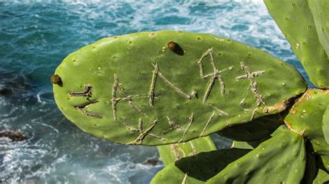 Free Images Nature Cactus Leaf Flower Thorn Summer Green