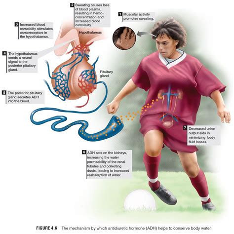 Physiology Of Sport And Exercise 6th Edition With Web Study Guide W