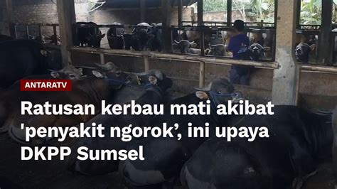 Ratusan Kerbau Mati Akibat Penyakit Ngorok Ini Upaya DKPP Sumsel