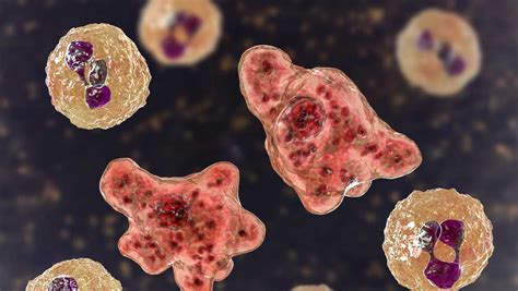 Brain-eating amoeba: Florida officials issue warning after man dies from infection