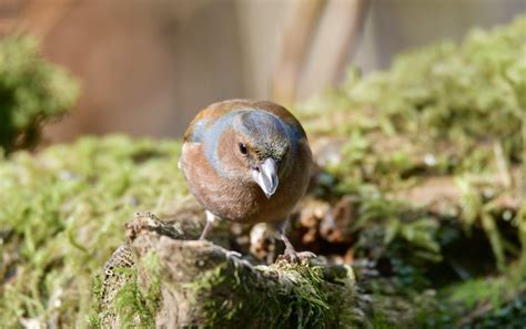 Pinson Des Arbres Mathurin Belliot Flickr