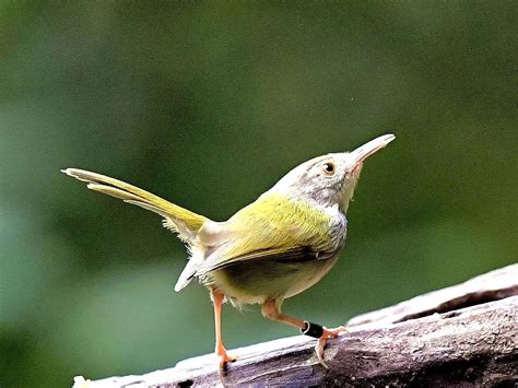 Long Tailed Warbler Imedia