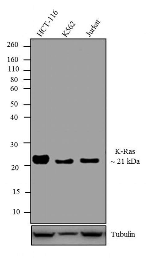 Anti Kras Antibody Mouse Anti Human Monoclonal If Ihc Ip Wb Lsbio