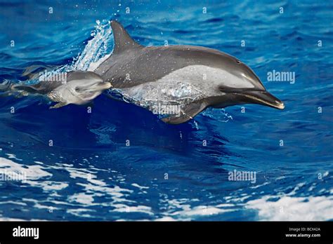 Pantropical Spotted Dolphins Mother And Calf Stenella Attenuata Kona