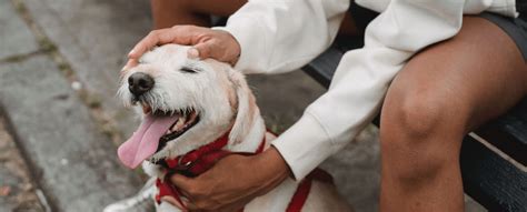 Les méthodes à appliquer pour apprendre la propreté à son chien