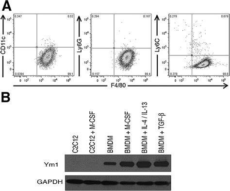 Macrophage Colony Stimulating Factorinduced Macrophage Differentiation