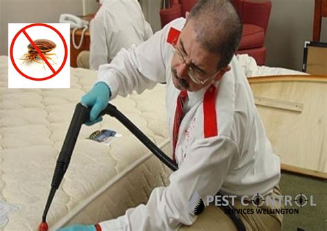 All Categories Pest Control Services Wellington