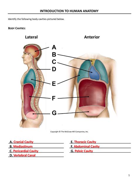 Lab 1 Handout Identify The Following Body Cavities Pictured Below