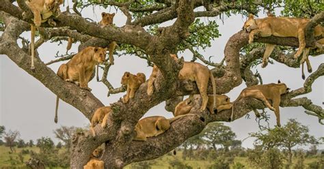 Tage Selous Tarangire Und Serengeti Wildtier Safari Getyourguide