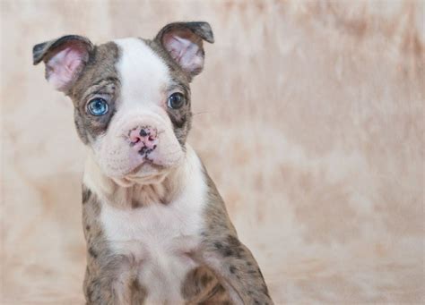 Merle Boston Terrier Breed Guide [Pictures, Health, and Care] - Terrier ...