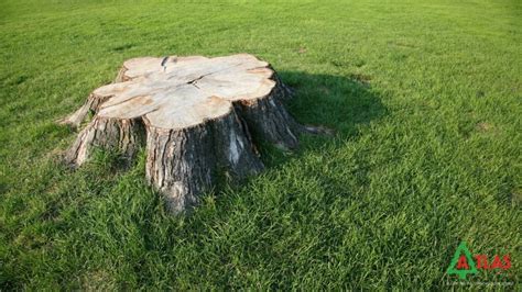 How To Repair Lawn After Tree Removal Easy Ways To Fix