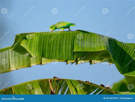 Tropical Green Parakeet Drinking Dew From A Banana Leaf In The Sunlight