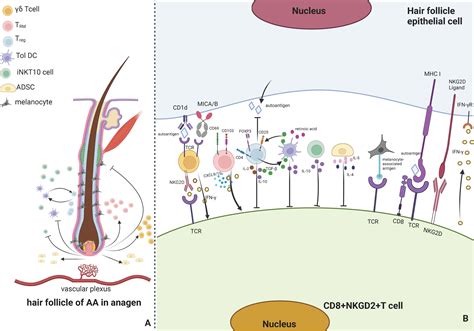 Frontiers | Novel potential therapeutic targets of alopecia areata
