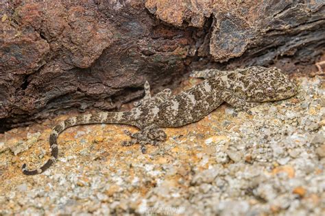 Gekko Chinensis Chinese Narrow Disked Gecko Inglourious Reptiles