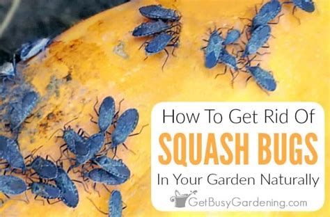 How To Get Rid Of Squash Bugs Naturally Using Organic Control Methods Squash Bugs Organic