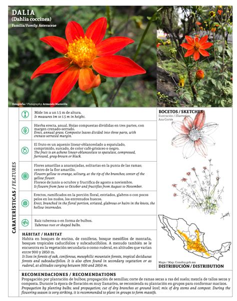 Vegetaci N Nativa De La Reserva Ecol Gica Del Pedregal De S N Ngel