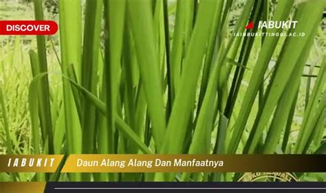 Kamu Wajib Tau Ini Dia Manfaat Daun Alang Alang Yang Wajib Diketahui