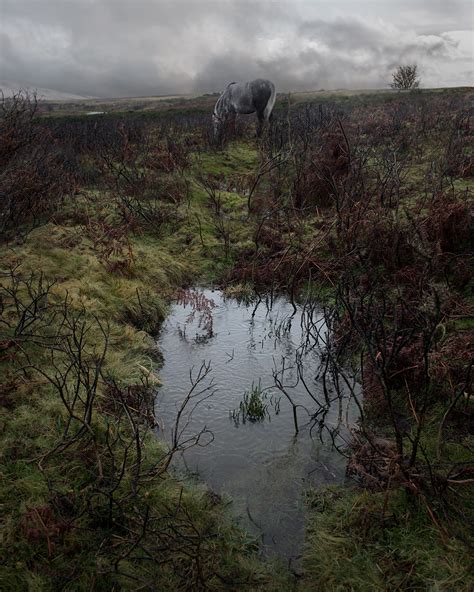 Dartmoor Pony, The Moors, England - Monica Stevenson Photography