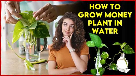 How To Grow Money Plant In Water Magical Tips For You