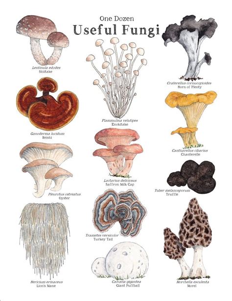 Useful Fungi Educational Art Print Mushrooms 8 5x11 And A4 Sized Montessori Charlotte Mason