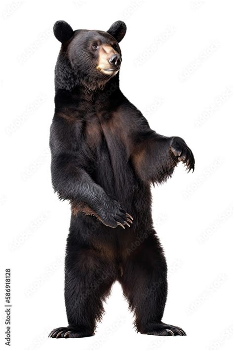 An Isolated Black Bear Standing On Its Hind Legs Spring Illustration