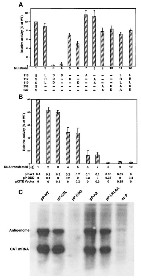 Functional Analysis Of Rsv P Protein Phosphorylation Mutants A