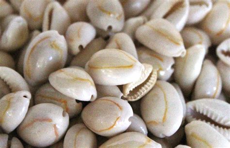 Cooked Annulus Cowrie Seashells Bulk Craft Shells California