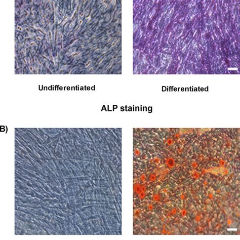 Osteogenic Differentiation Of Bmscs To Osteogenic Cells Representative