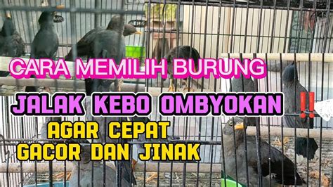 CARA MEMILIH BURUNG JALAK KEBO OMBYOKAN YouTube